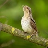 Krutihlav obecny - Jynx torquilla - Eurasian Wryneck 1379